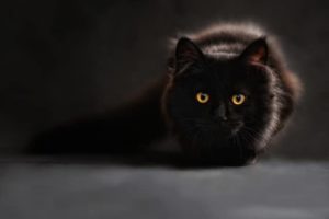 【英語】ハロウィンの面白いジョーク12選 ☆どれがお好き?