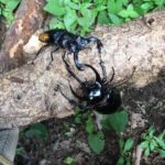 【軽井沢近郊】無料のカブトムシドームと昆虫体験学習館を子供と満喫