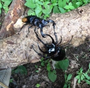 軽井沢近郊 無料のカブトムシドームと昆虫体験学習館を子供と満喫 バイリンガルママライフ