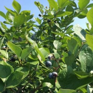 blueberry tree