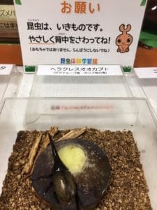 ヘラクレスカブトムシ