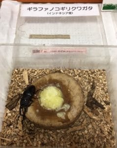 ギラファのこぎりクワガタ