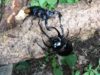 beetle and stag